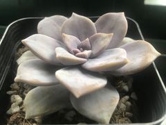 -双季花艺园艺市场(浦东店)