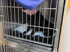 -圣宠动物医院·犬猫专科·影像中心·外科中心