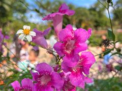 -松山湖梦幻百花洲