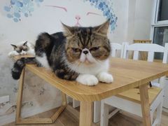 -李小姐の猫咖啡馆(五角场店)