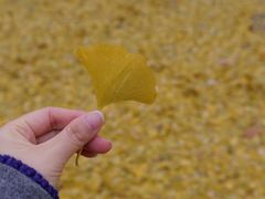 -三里屯东五街银杏大道