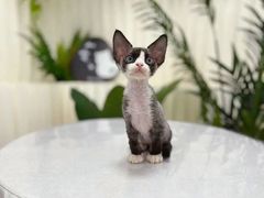 -山宅一喵德文卷毛猫舍
