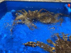 -帝皇海海鲜豆捞(桐泾商务广场店)