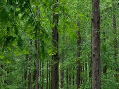 -黄海国家森林公园