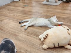 -COLOR PETS 撸猫馆·购猫·猫咖(长风大悦城店)