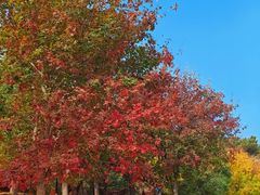 -北京西山国家森林公园