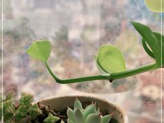 -德兴馆(山西南路店)