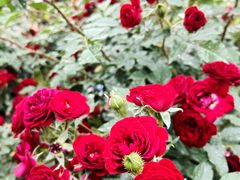 -人民公园(罗湖区)