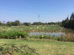 -上海长兴岛郊野公园