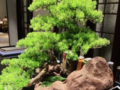-青雅中餐厅(大连金石滩绿发希尔顿度假酒店)
