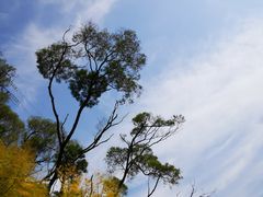-金鸡山公园
