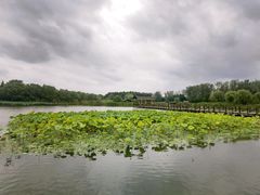 -溱湖国家湿地公园