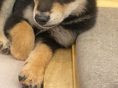 -柴犬小屋·柴餐厅·狗咖食堂(金鼎广场店)