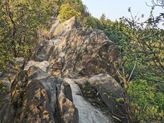 -南山植物园