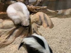 -昆明大悦城未来动物城(螺蛳湾中心店)