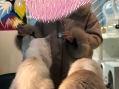 -喵喵咪呀布偶猫咖(春熙路店)