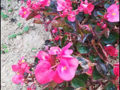 -松山湖梦幻百花洲