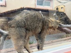 -青藏高原野生动物园
