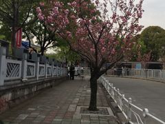 -嘉定紫藤园