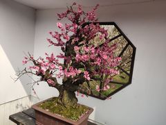 -香雪海