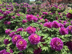 -洛阳市隋唐城遗址植物园