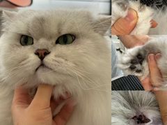 -老吴的猫·猫舍(新区店)