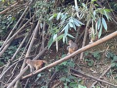 -野象谷景区