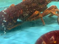 -西贝海鲜汇(槐安路店)