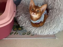 -糯米喵星人总部直营旗舰店·猫舍·幼猫出售