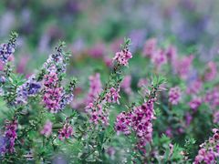 -上海滨江森林公园