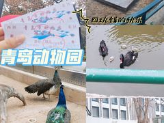 -青岛动物园
