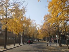 -三里屯东五街银杏大道