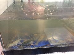 -建兴酒家(班塔通分店)