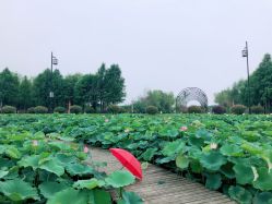 -水八仙生态园