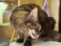 -平行世界·猫咖(首经贸店)