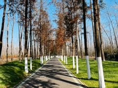 -合肥滨湖国家森林公园