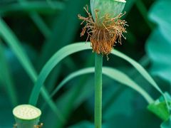 -羊亭河湿地公园