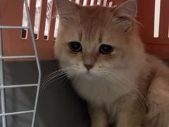 -福懋动物医院·犬猫全科·外科·重症科(杏林分院)