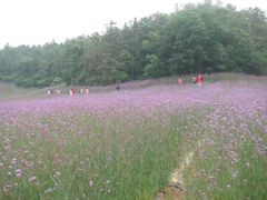 -大塘金香草谷