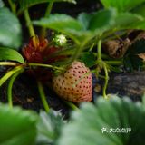 去摘草莓啦～～