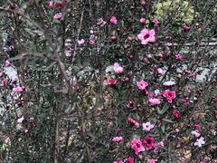 -都江堰玫瑰花溪谷
