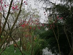 -重庆彩云湖湿地公园