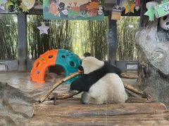 -海南热带野生动植物园