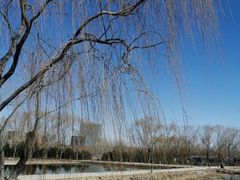 -大兴滨河森林公园