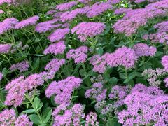 -野鸭湖国家湿地公园