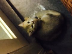 -猫色咖啡·猫咖
