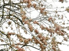 -东莞植物园