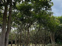-中国科学院西双版纳热带植物园