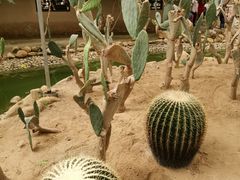 -上海都市菜园