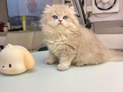 -lincat·猫舍(广州店)
